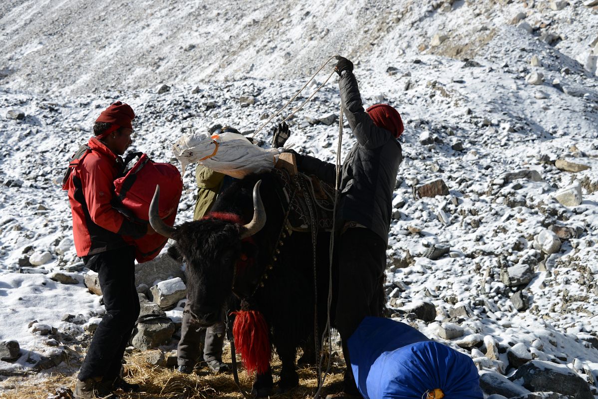 01 Yak Herders Loading The Yaks At Mount Everest North Face Intermediate Camp To Start The Trek To Mount Everest North Face Advanced Base Camp In Tibet